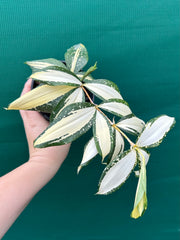 Dracaena surculosa ‘Milky Way’ NEW