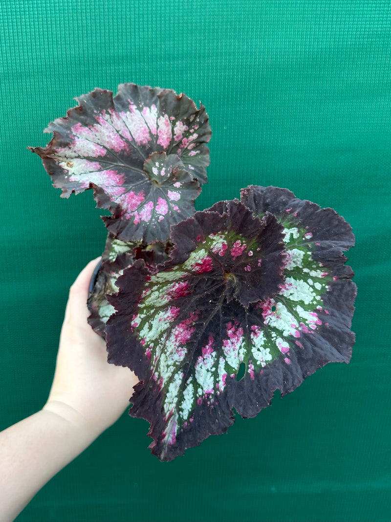 Begonia ‘Cherry Bright’
