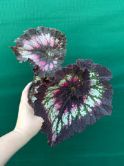 Begonia ‘Cherry Bright’