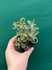 Peperomia verticillata