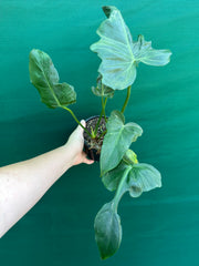 Philodendron ‘Golden Dragon’ NEW