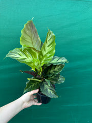 Calathea ‘Louisae Misto’ NEW