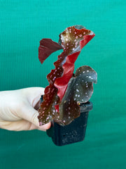 Begonia NOID 40 NEW