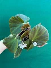 Begonia tagbanua variegated NEW