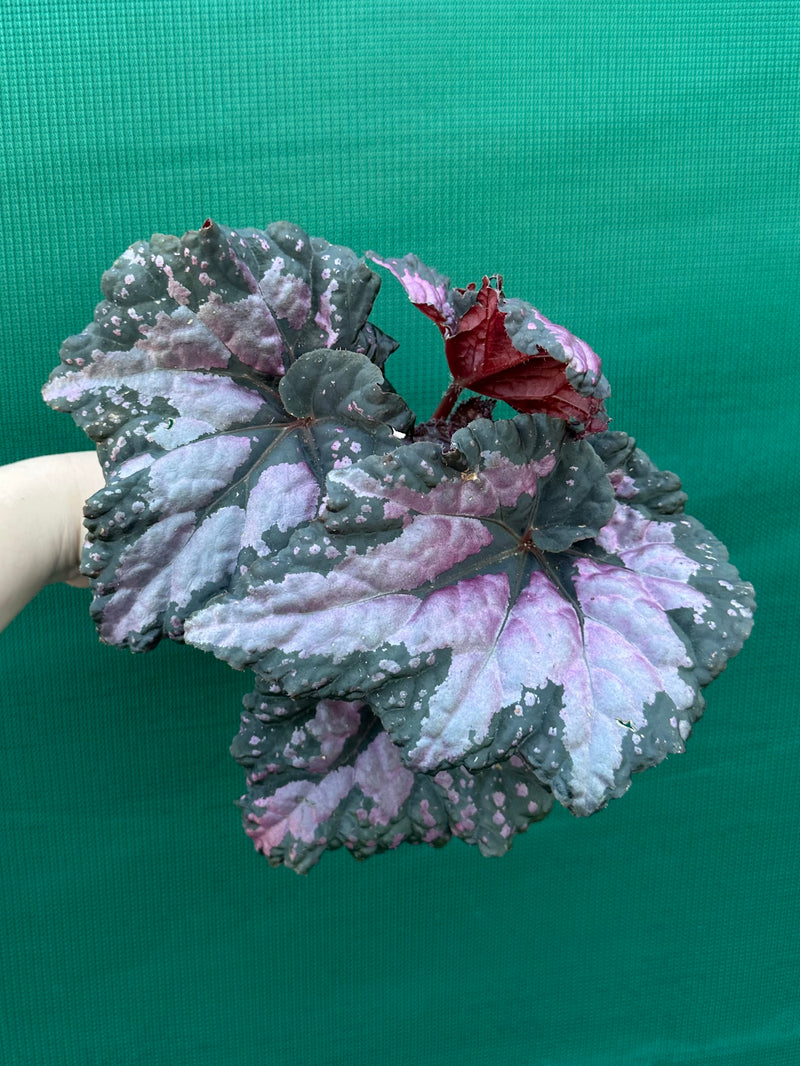 Begonia ‘Twisted Sister’