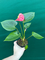 Anthurium NOID 1