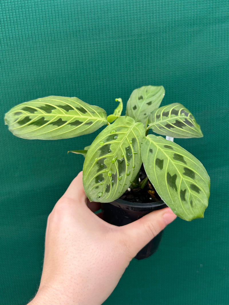 prayer plant australia Maranta 'Lemon Lime'