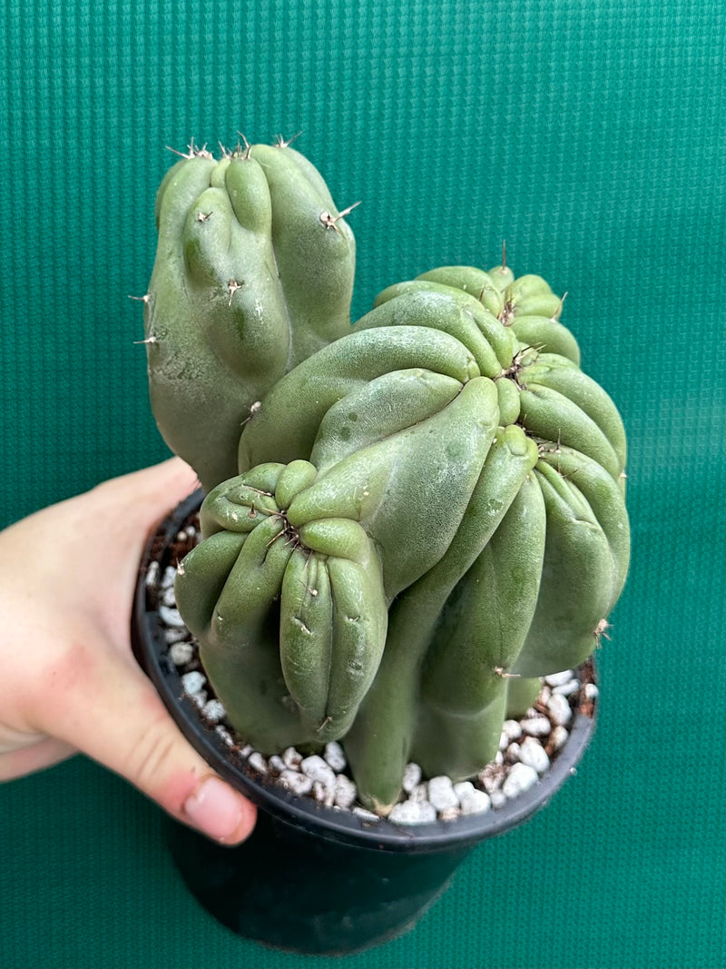 Cereus Peruvianus 'Monstrose'