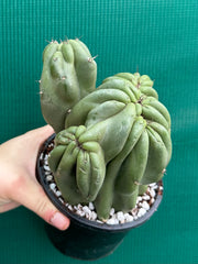 Cereus Peruvianus 'Monstrose'