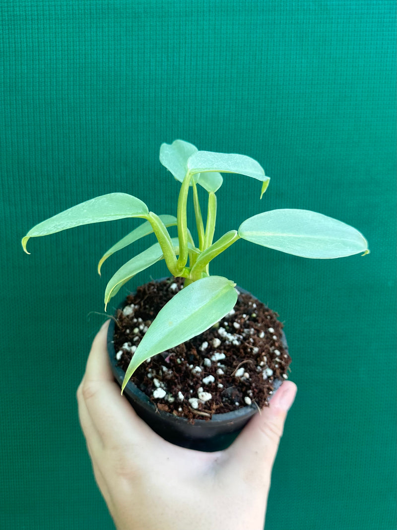 Philodendron hastatum