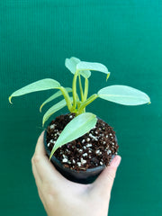 Philodendron hastatum