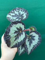 Begonia NOID 14