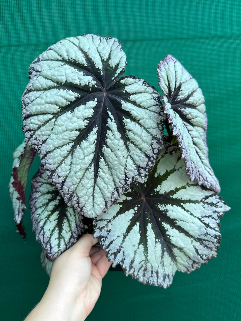 Begonia ‘Fireworks’