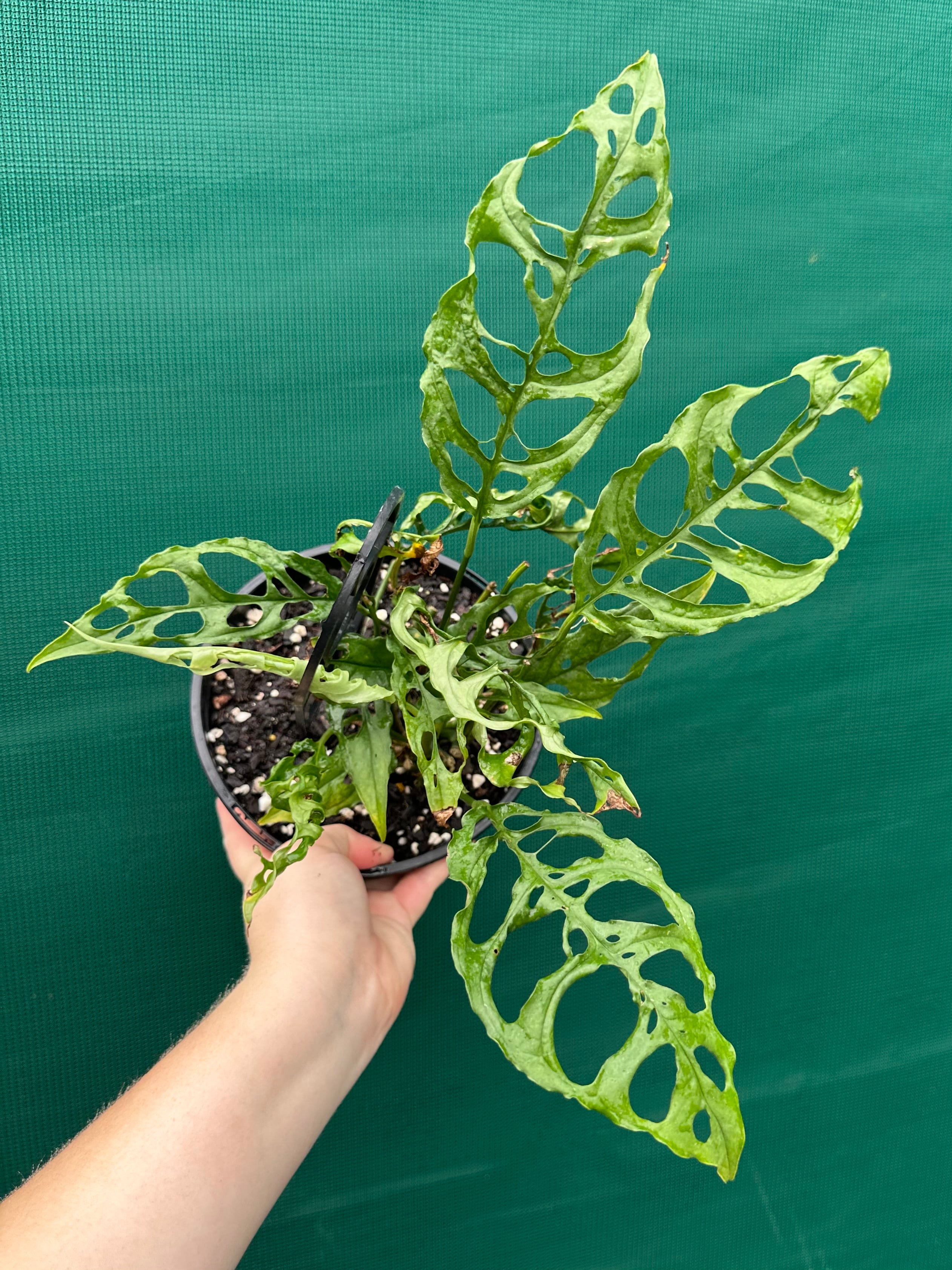 peruvian monstera Monstera obliqua 'Peru'
