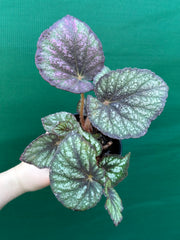 Begonia ‘Fairy Mist’ NEW