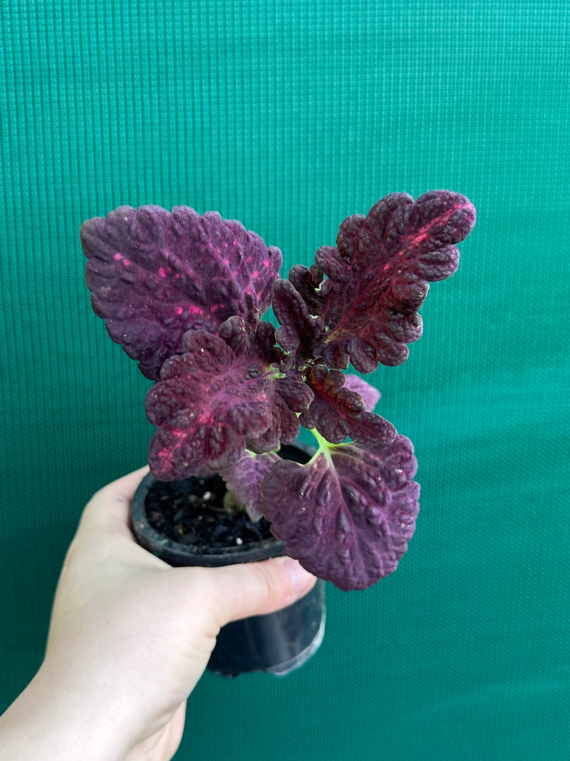 Coleus NOID 1