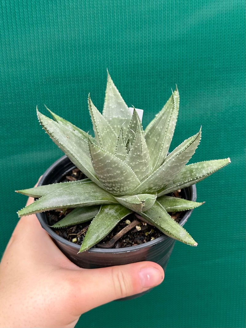 Gasteraloe ‘Gray Ghost’