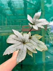 Begonia ‘Pollux’