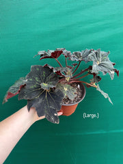 Begonia ‘Cantata’ NEW