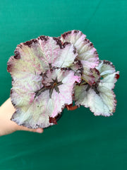 Begonia NOID 14