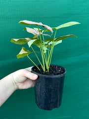 Syngonium 'Salmon Pink'