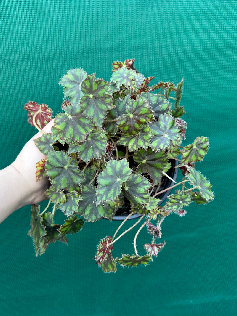 Begonia ‘Tiger Paws'