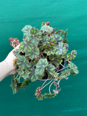 Begonia ‘Tiger Paws'
