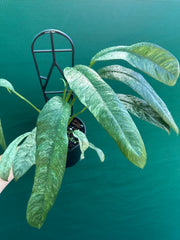 Epipremnum giganteum variegata