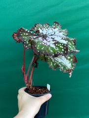 Begonia ‘Wild Fire’