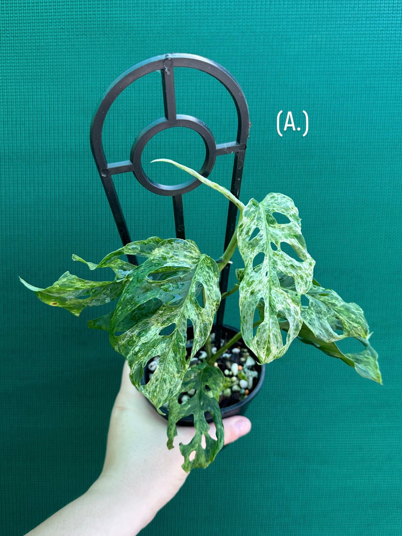 Monstera ‘Adansonii’ Mottled Variegation NEW