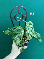 Monstera ‘Adansonii’ Mottled Variegation NEW