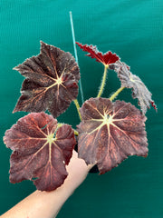Begonia ‘Brad Thompson’