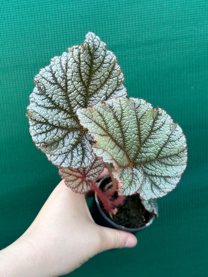 Begonia ‘Wanda’