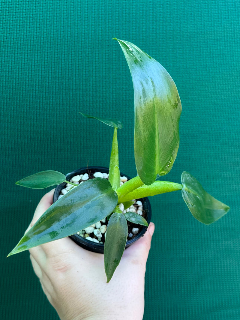 Philodendron ‘Martianum’ NEW