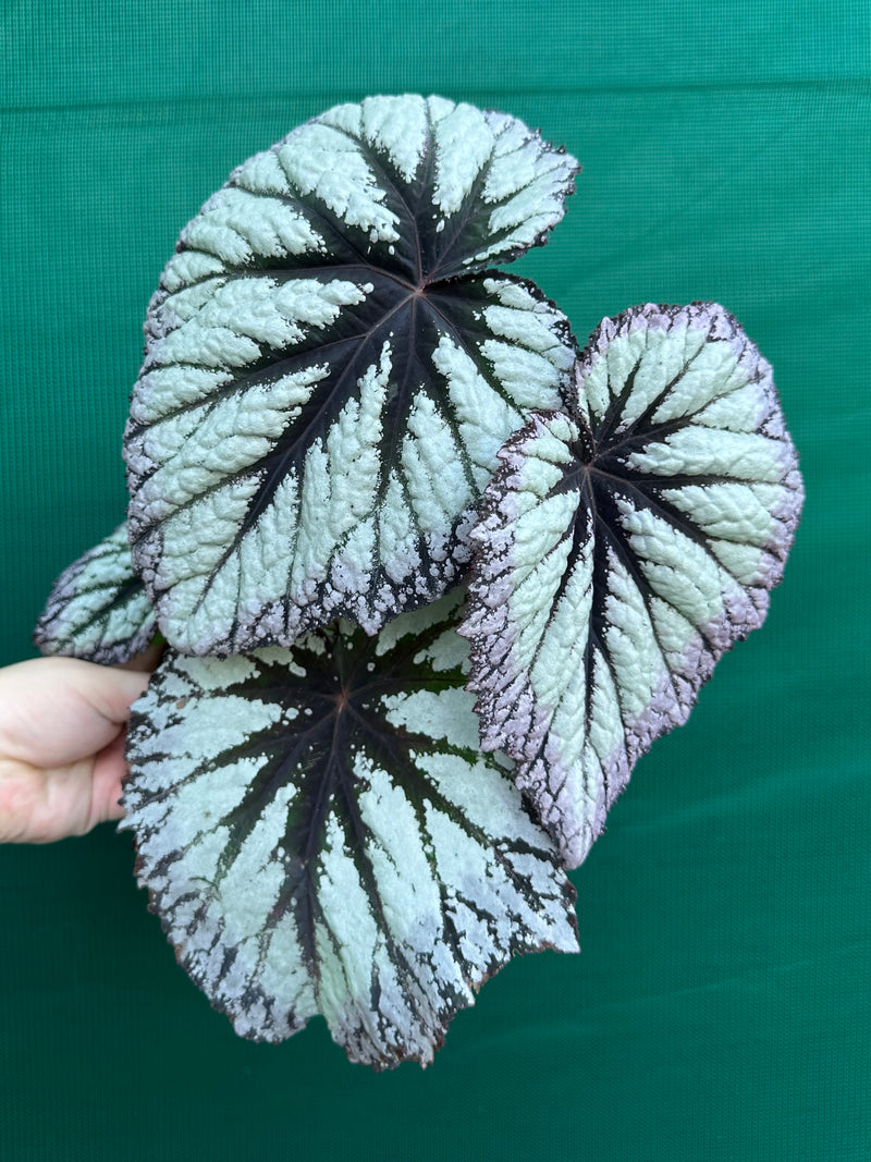 Begonia ‘Fireworks’