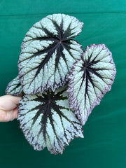 Begonia ‘Fireworks’