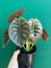 Alocasia Cuprea ‘Red Secret’