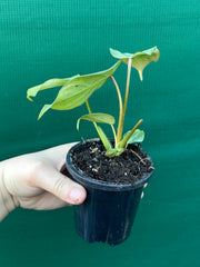 Philodendron ‘Gloriosum’