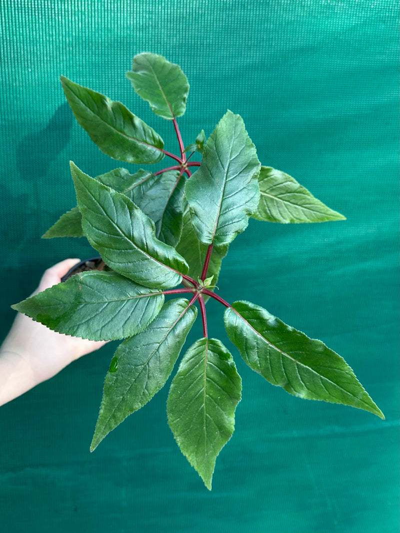 Sinningia douglasii (Red)