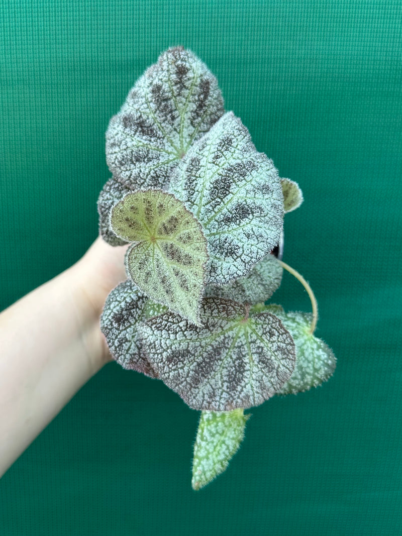 Begonia ningingensis (White Form) NEW