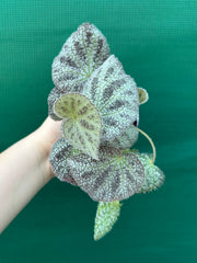 Begonia ningingensis (White Form) NEW