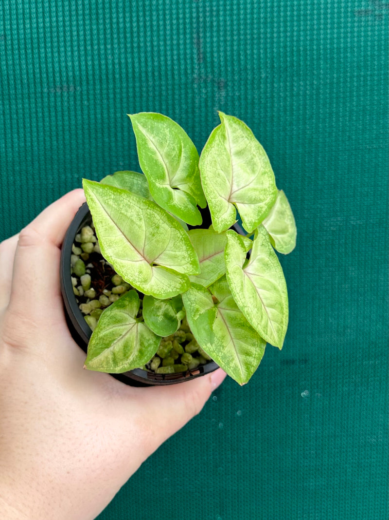 Syngonium 'Golden Allusion'