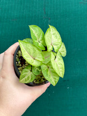 Syngonium 'Golden Allusion'
