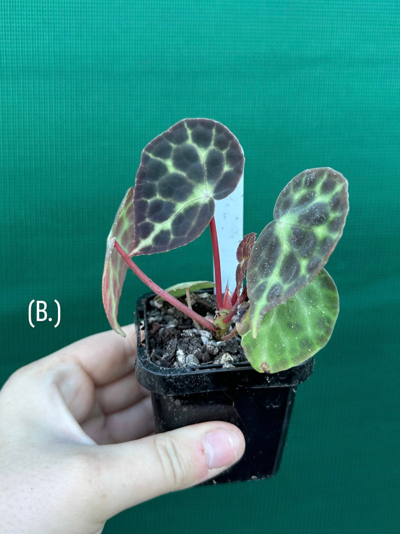 Begonia trang