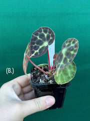 Begonia trang