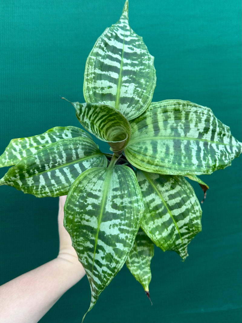 Dracaena goldieana NEW | Aroids Australia