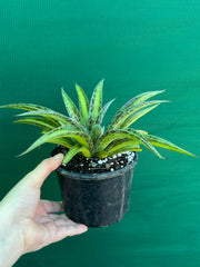 Agave ‘Summer Splice’ NEW