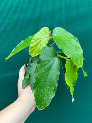 Begonia Angel Wing NOID
