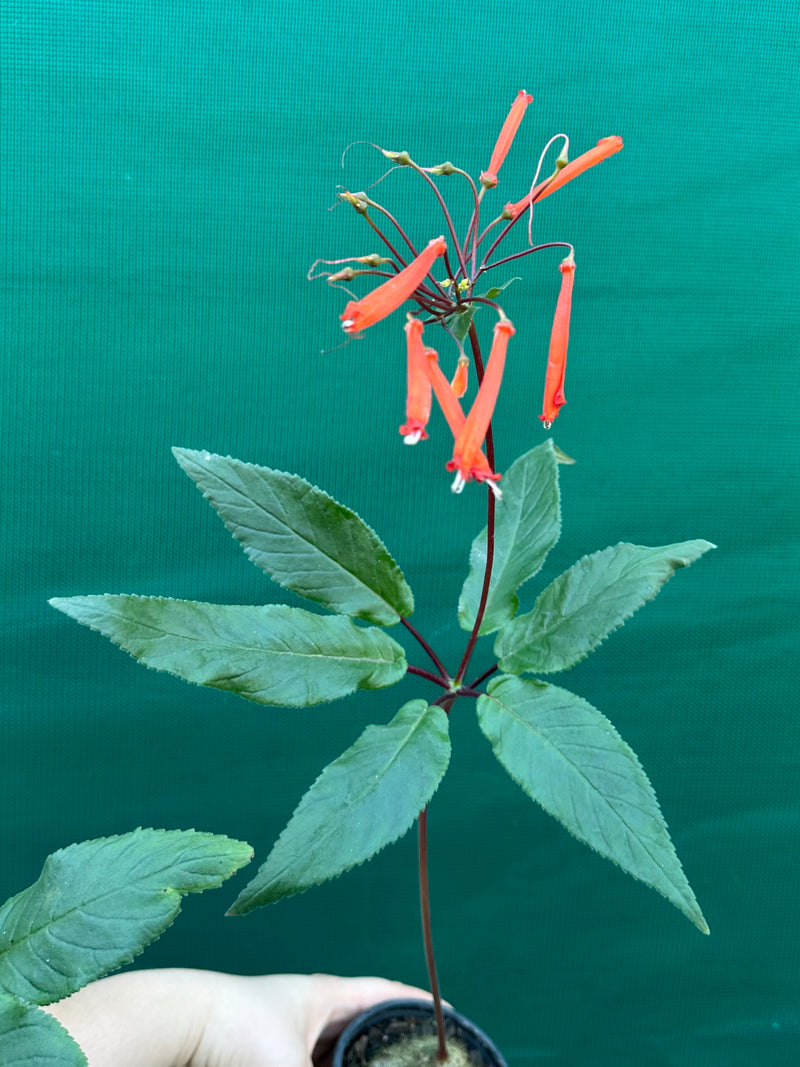 Sinningia douglasii NEW