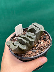 Haworthia truncata dark green NEW